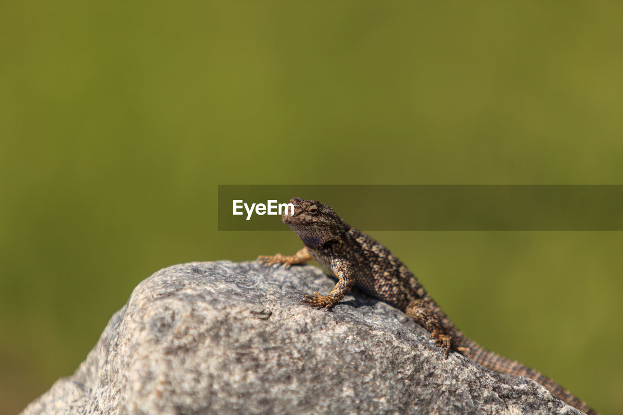 CLOSE-UP OF LIZARD ON GREEN LEAF