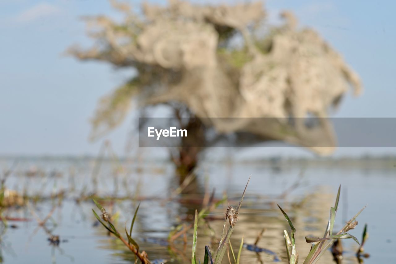 CLOSE-UP OF PLANTS IN LAKE