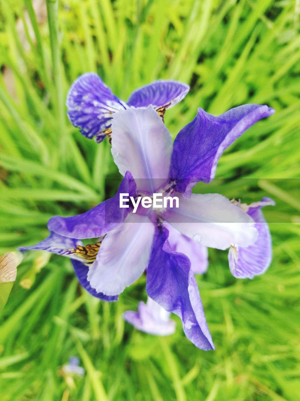 CLOSE-UP OF PURPLE IRIS FLOWER BLOOMING OUTDOORS