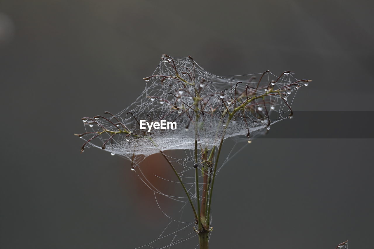 Close-up of spider web on flower
