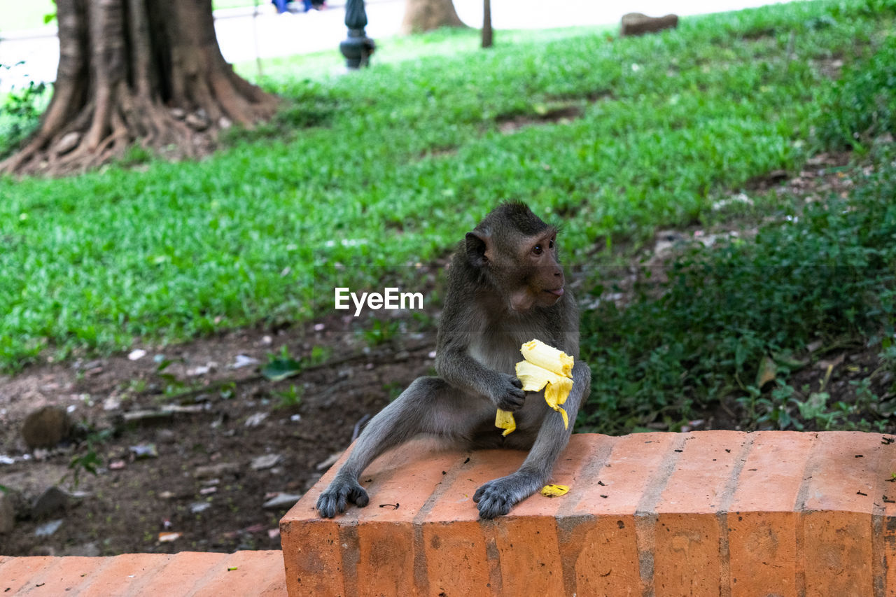 MONKEY EATING FOOD