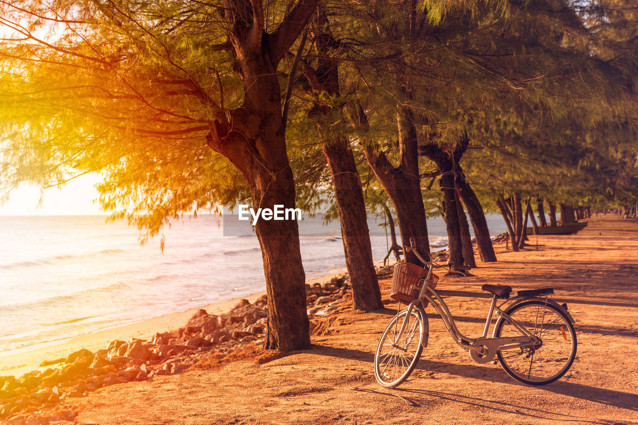 Bicycle by tree on beach