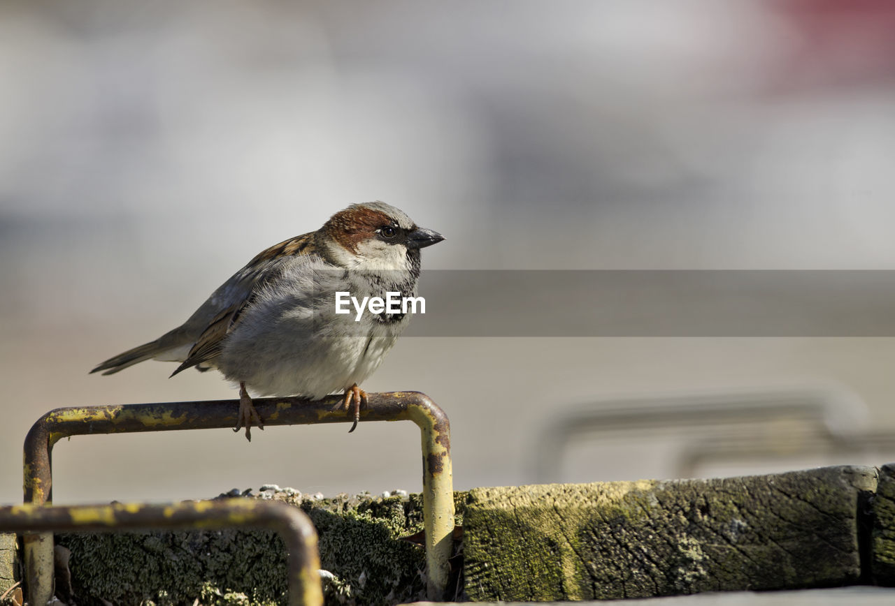 BIRD PERCHING ON A RAILING