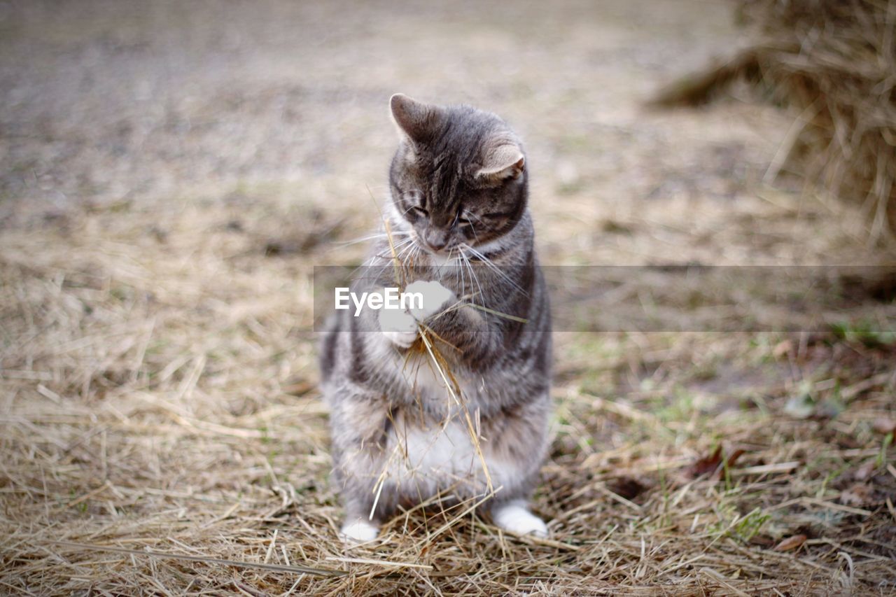 Cat holding twigs on field