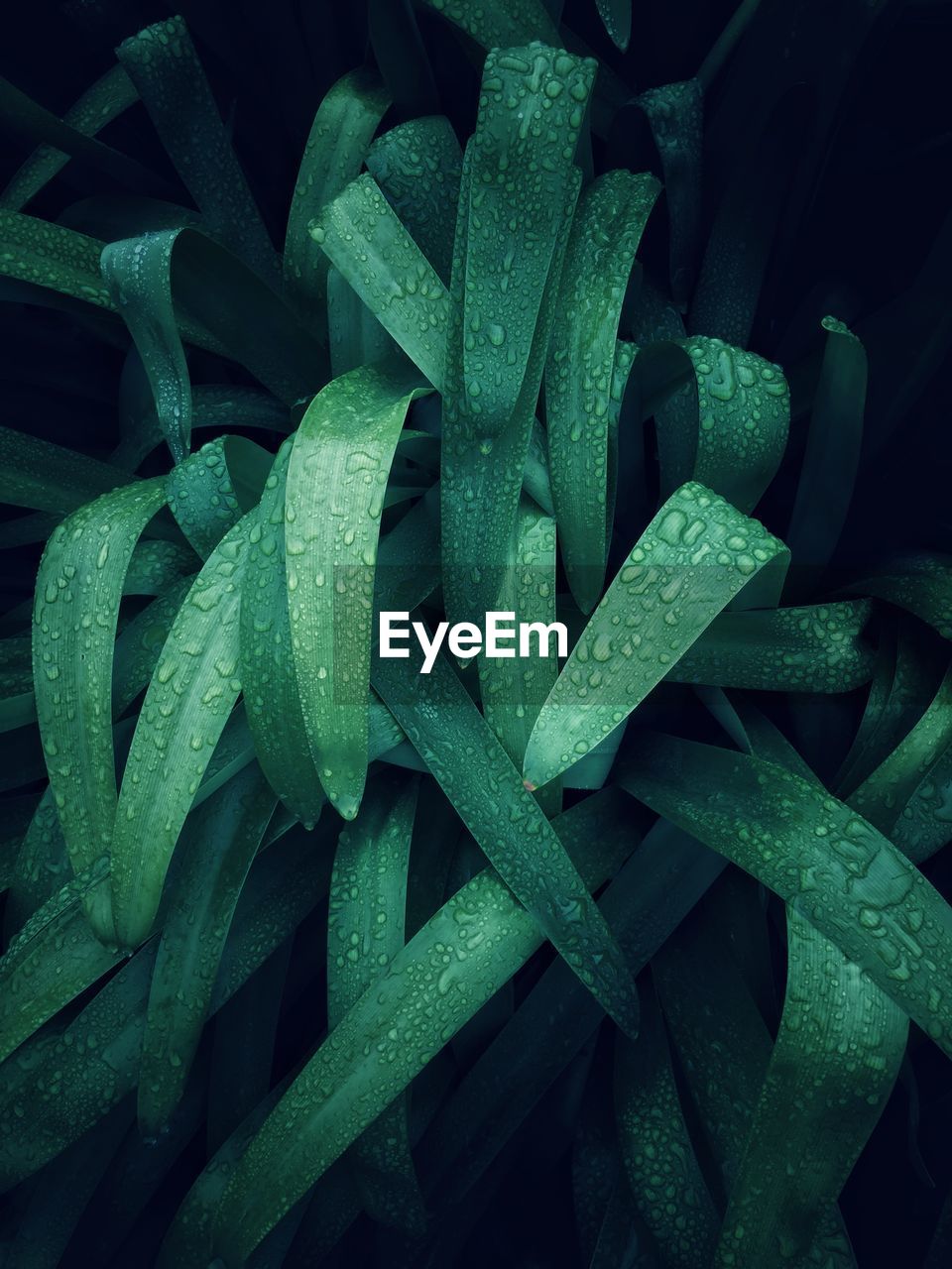 Fashion green leaves decoration