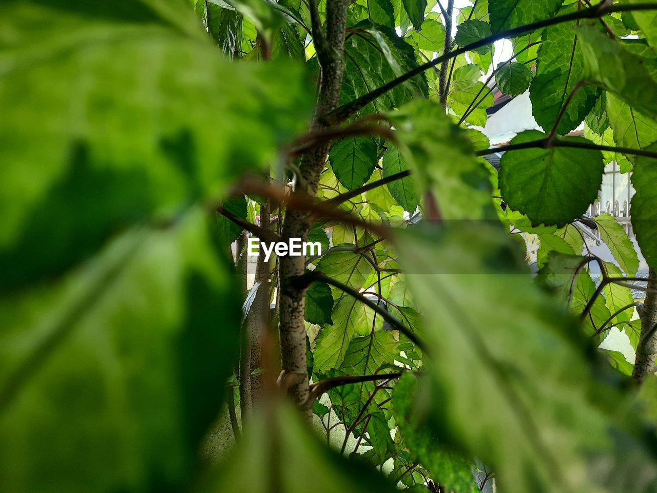 LOW ANGLE VIEW OF TREE