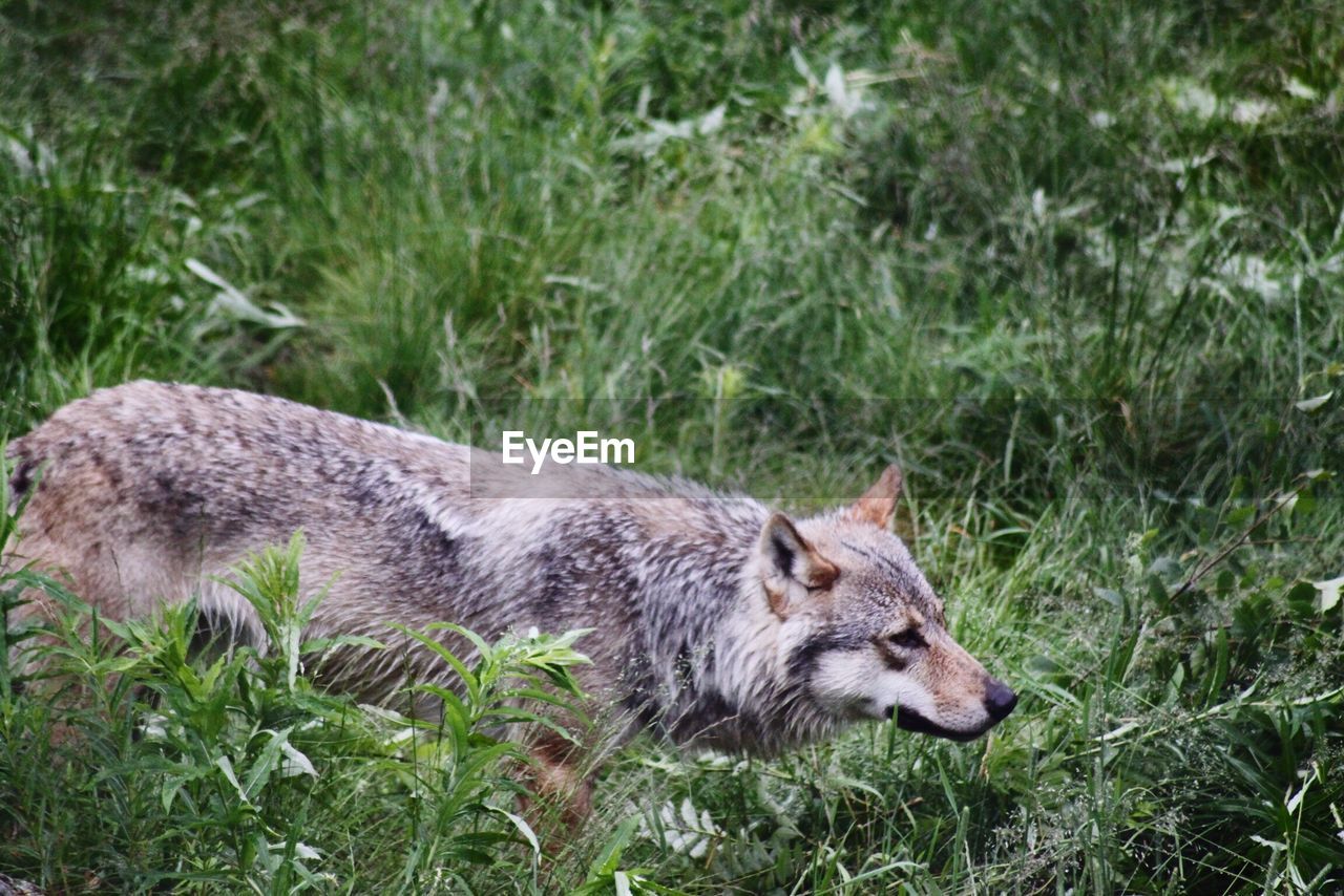 Close-up of wolf on field