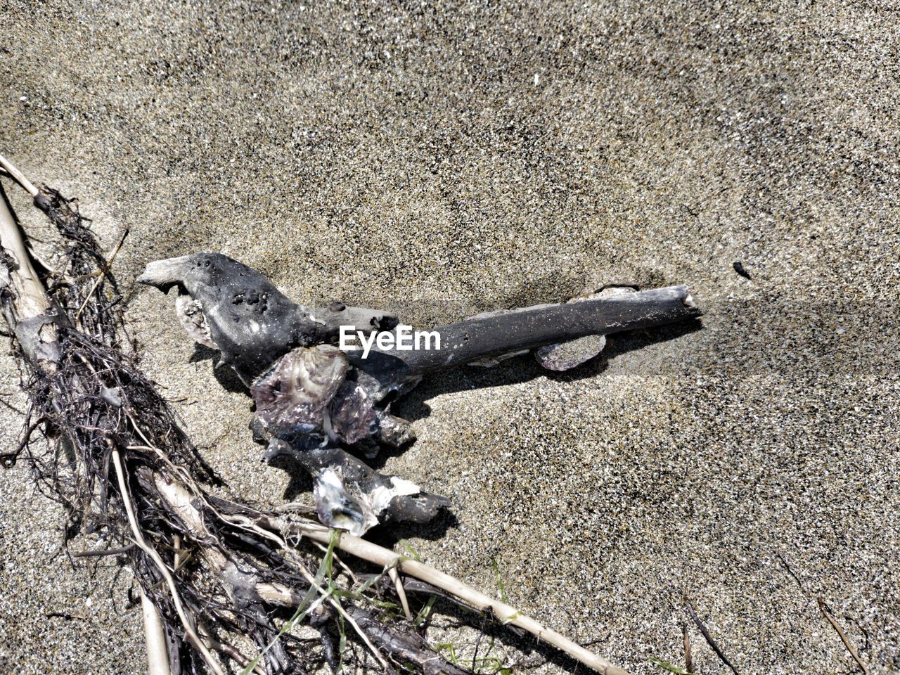 HIGH ANGLE VIEW OF LIZARD ON THE GROUND