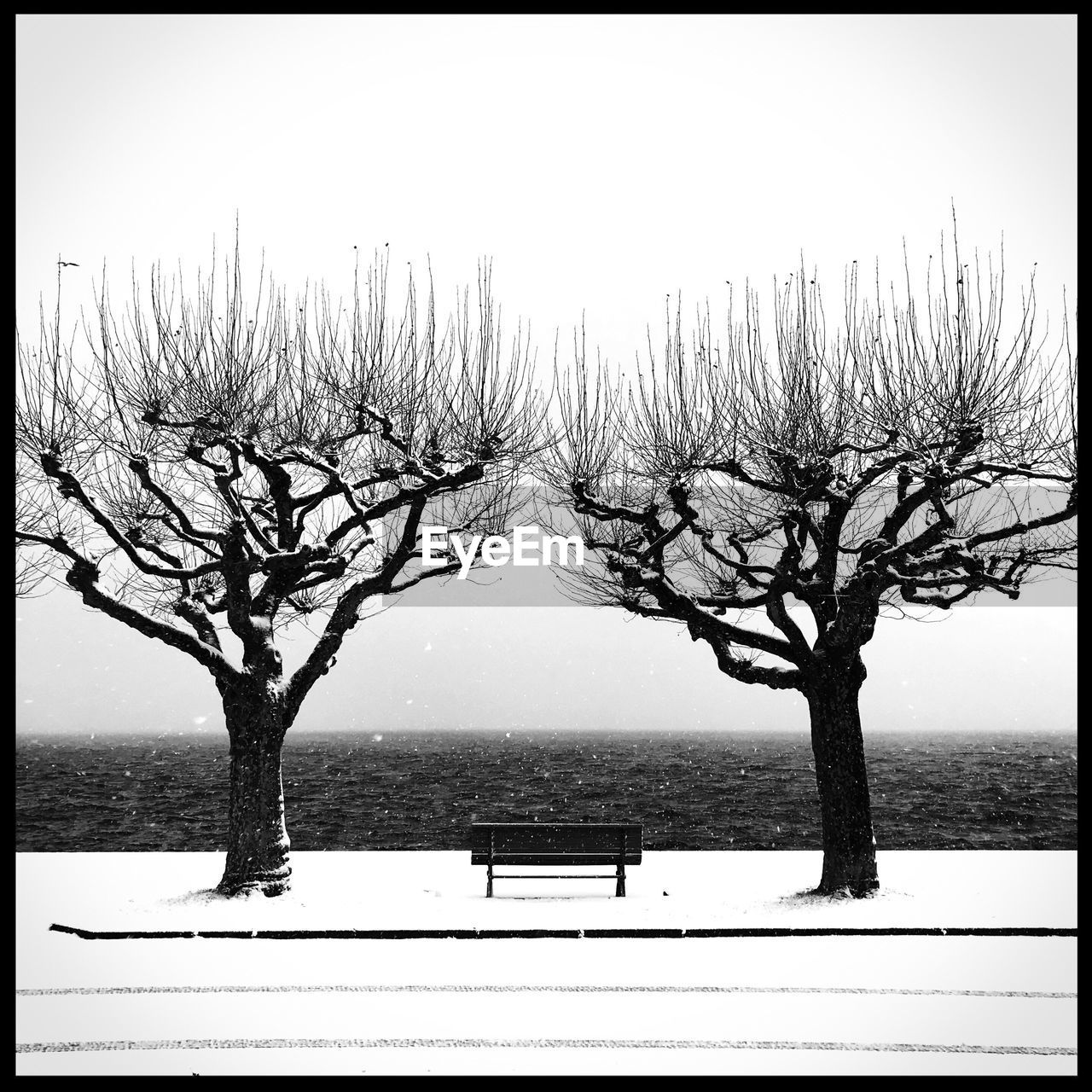 BARE TREES AGAINST CLEAR SKY