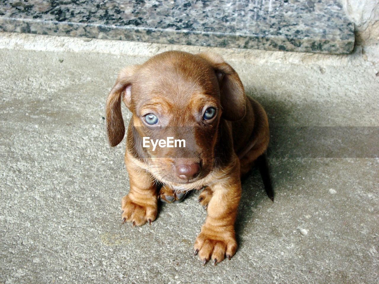 CLOSE-UP PORTRAIT OF PUPPY SITTING OUTDOORS