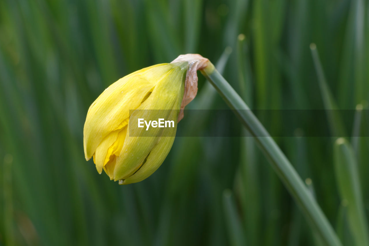 Close-up of yellow flower blooming outdoors