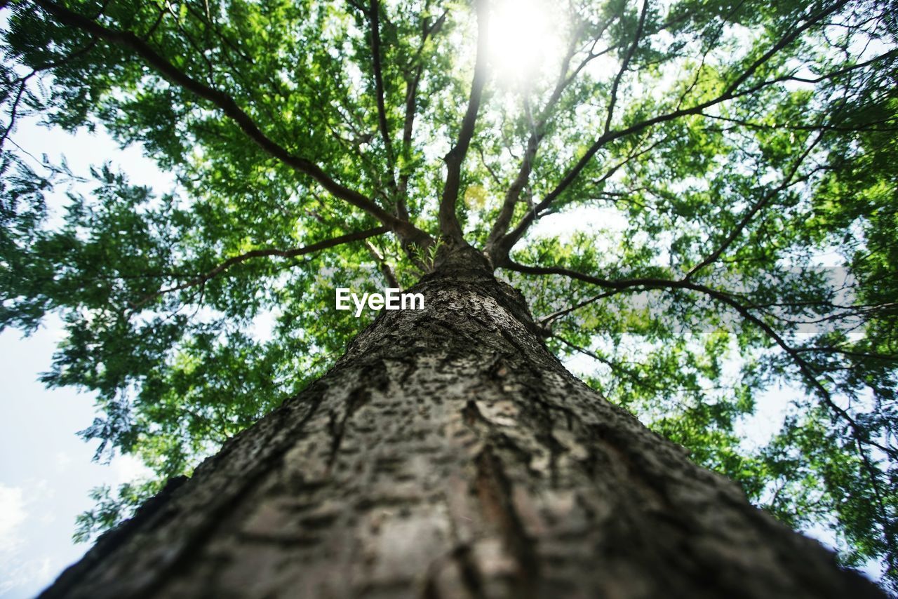 LOW ANGLE VIEW OF TREES AGAINST SKY