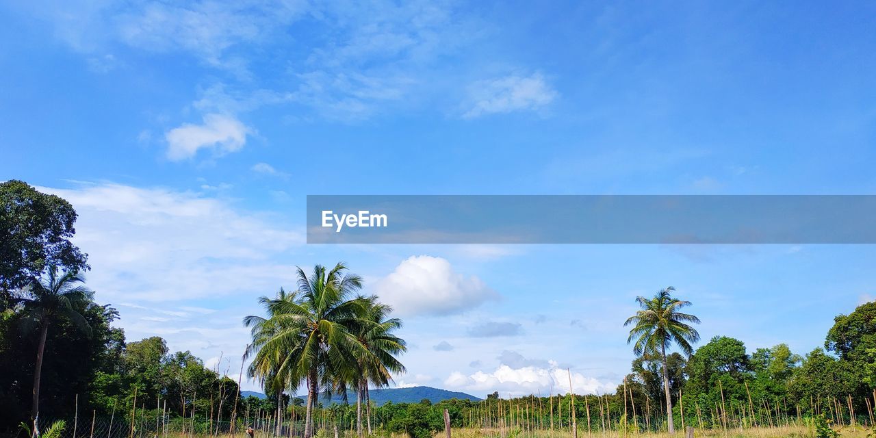 PANORAMIC VIEW OF PALM TREES ON LANDSCAPE AGAINST SKY