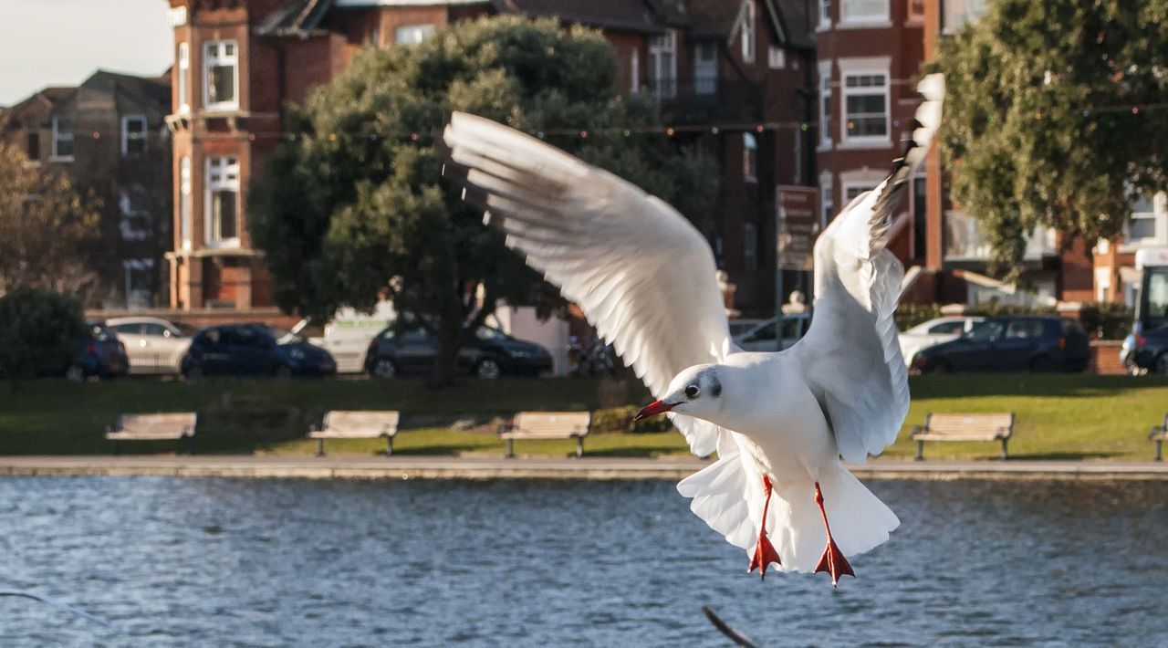 Seagull flying over water