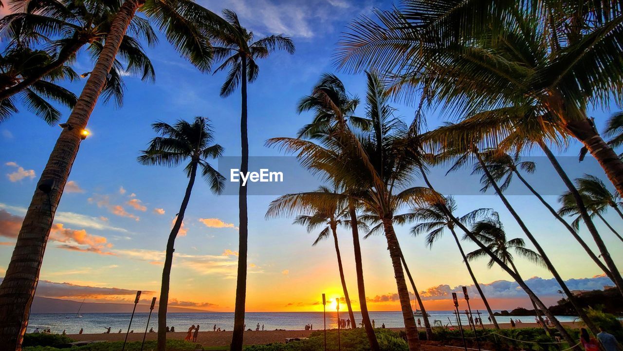 PALM TREES ON BEACH AGAINST SKY
