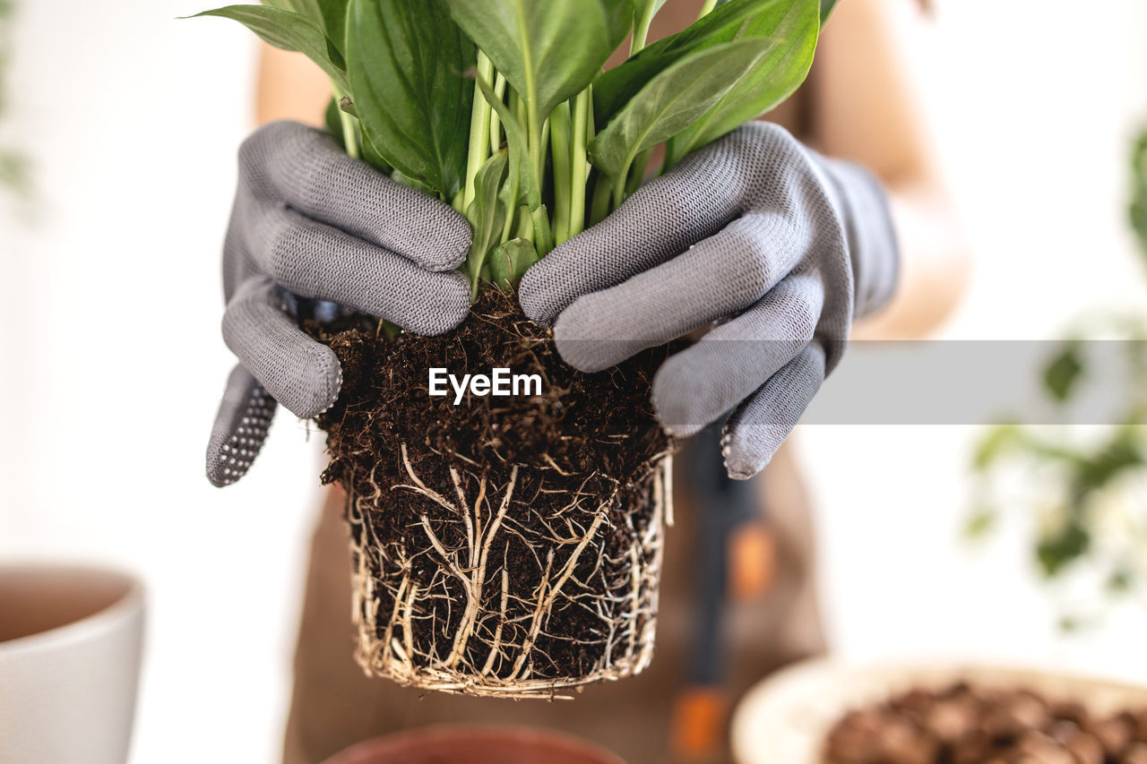 Closeup of female gardener hands and houseplant spathiphyllum root system