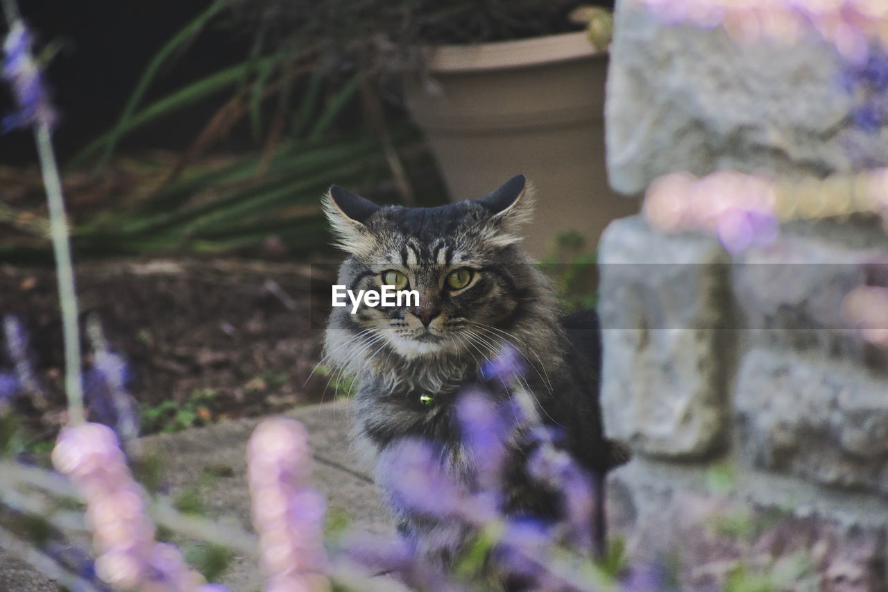 PORTRAIT OF TABBY CAT ON PLANT OUTDOORS