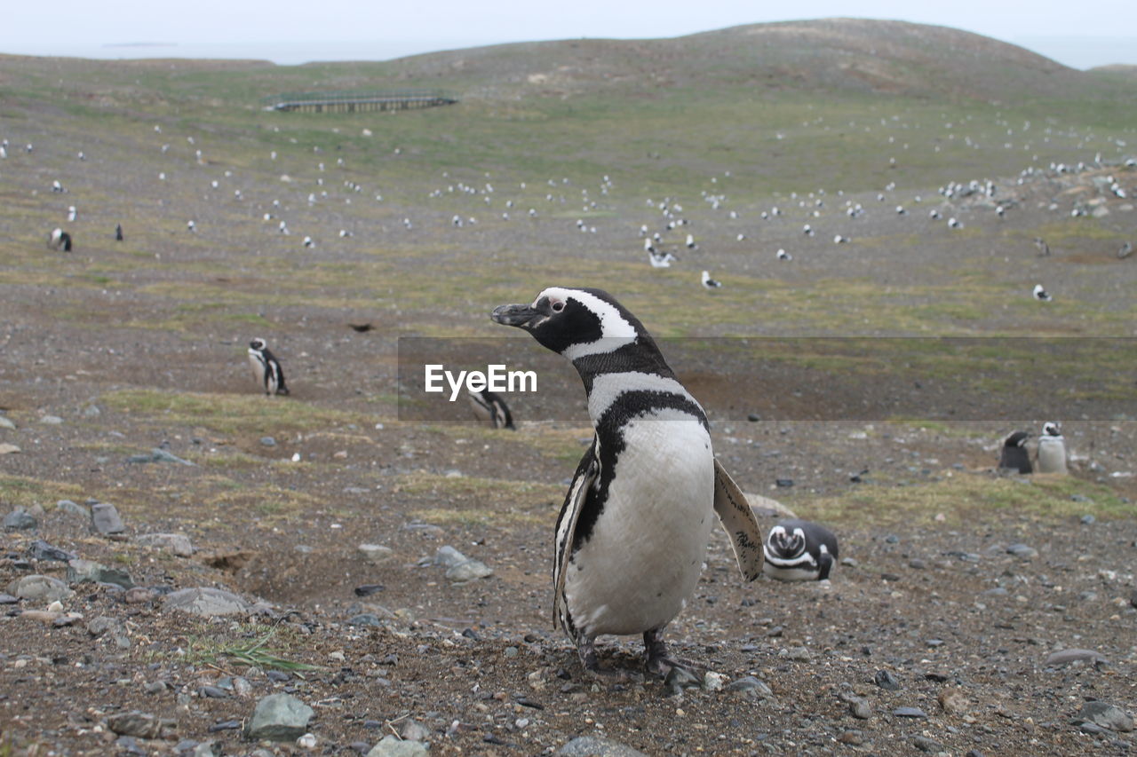 Large group of humboldt penguins in chile