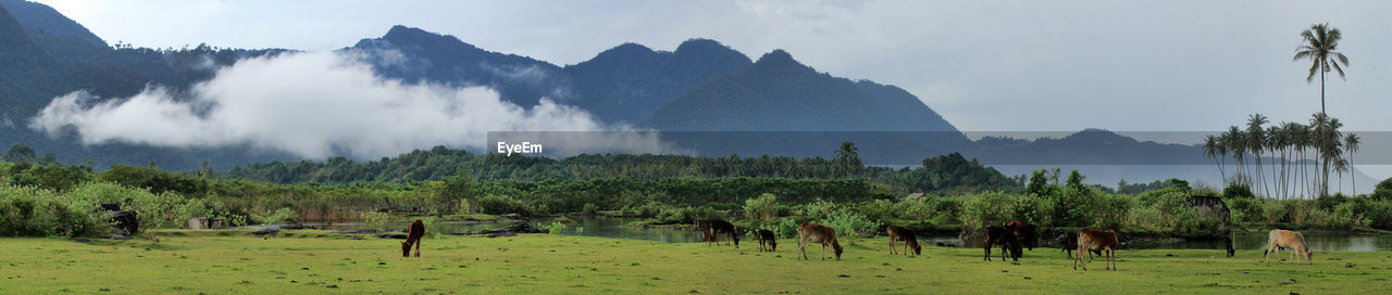environment, landscape, panoramic, wilderness, land, plant, mountain, nature, tree, sky, scenics - nature, natural environment, field, valley, mountain range, beauty in nature, agriculture, travel, grass, social issues, cloud, rural scene, animal, travel destinations, plateau, fog, tropical climate, outdoors, mammal, tourism, animal themes, meadow, no people, rural area, environmental conservation, plain, domestic animals, forest, occupation, green, pasture, animal wildlife, activity, farm