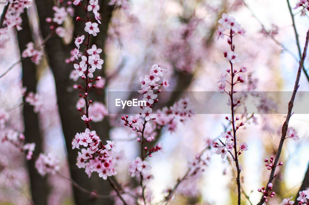 Close-up of pink cherry blossoms in spring