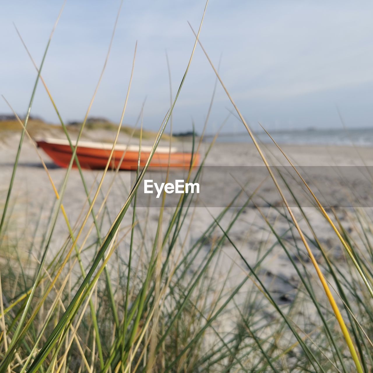 Close-up of grass on beach against sky