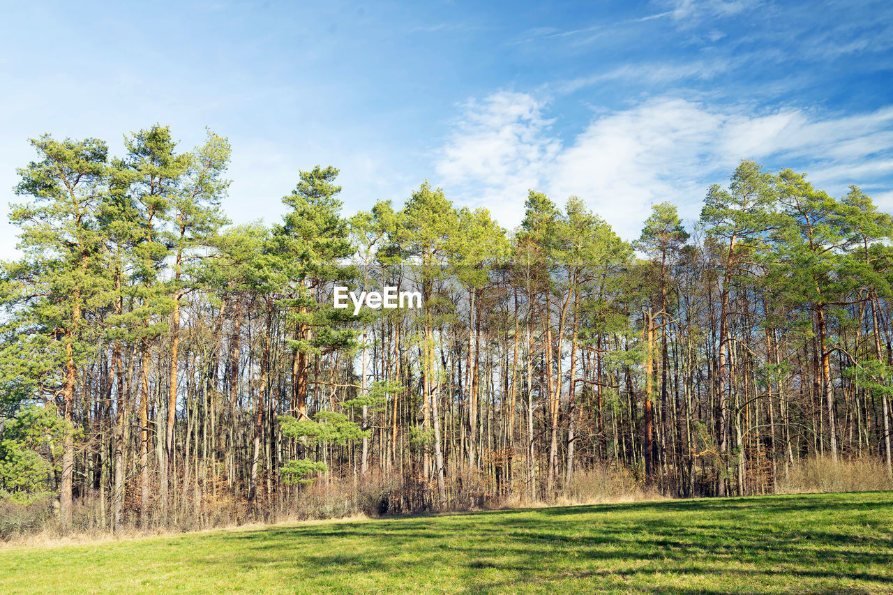 Scenic view of forest against sky