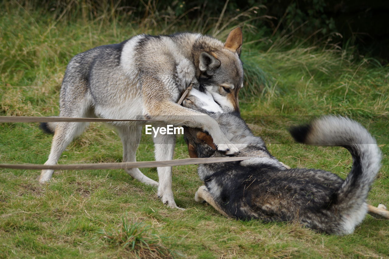 Wolves fighting on grassland