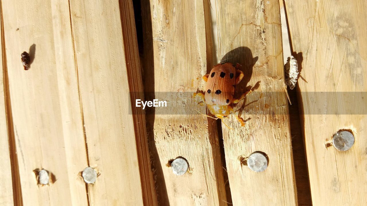 CLOSE-UP OF LIZARD ON WOOD