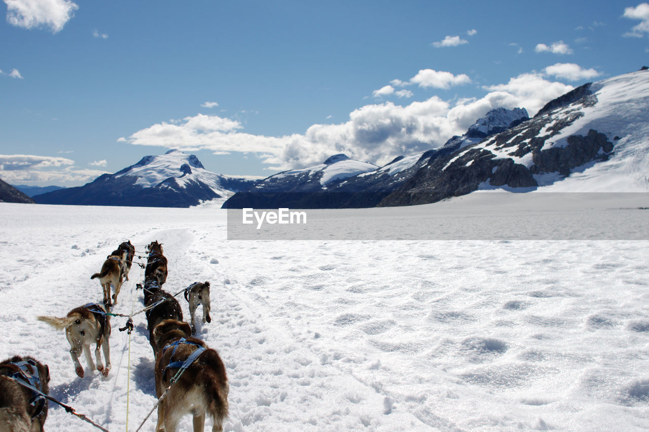 Dogsledding on snowy field against sky at glacier bay national park