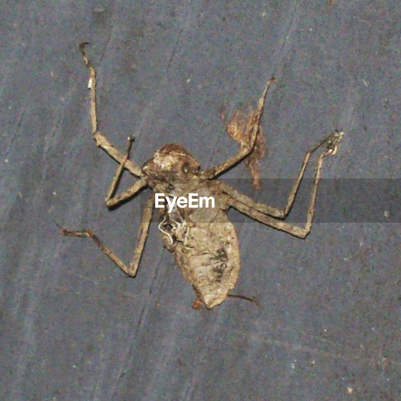 CLOSE-UP OF INSECT ON WHITE SURFACE