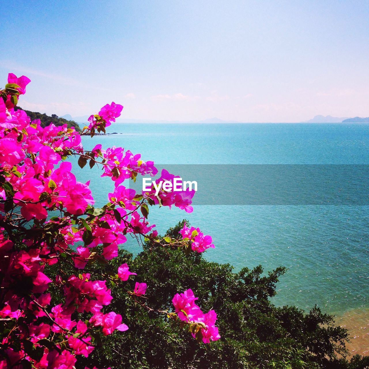 VIEW OF FLOWERS IN SEA