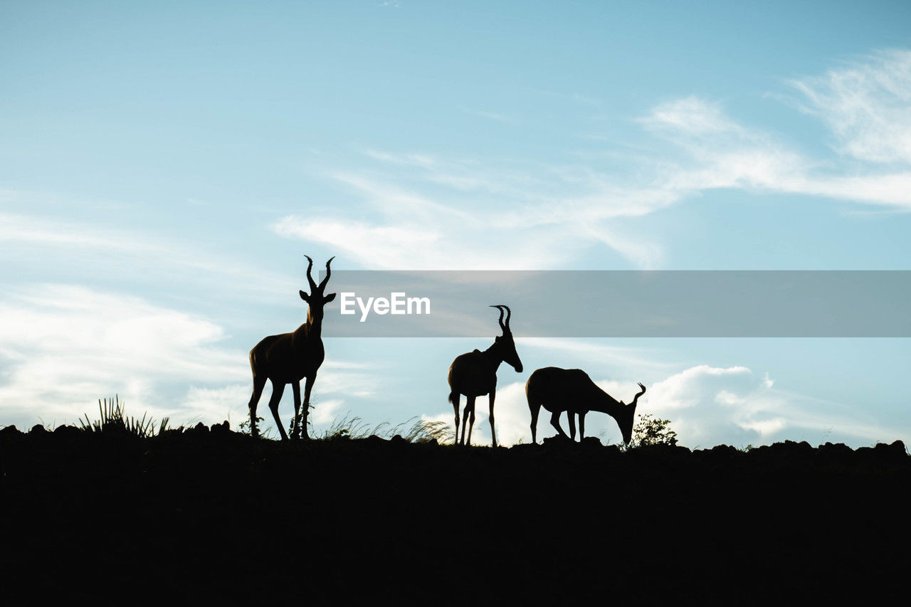 animal, animal themes, mammal, animal wildlife, sky, group of animals, silhouette, wildlife, cloud, nature, domestic animals, no people, environment, landscape, two animals, outdoors, deer, antelope, beauty in nature, savanna, plant