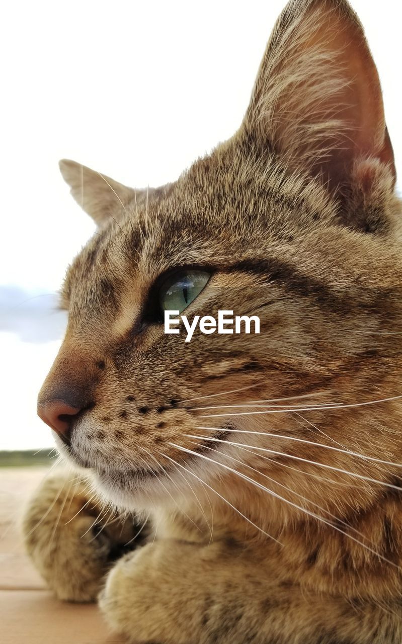Cat,striking eyes, stray tomcat