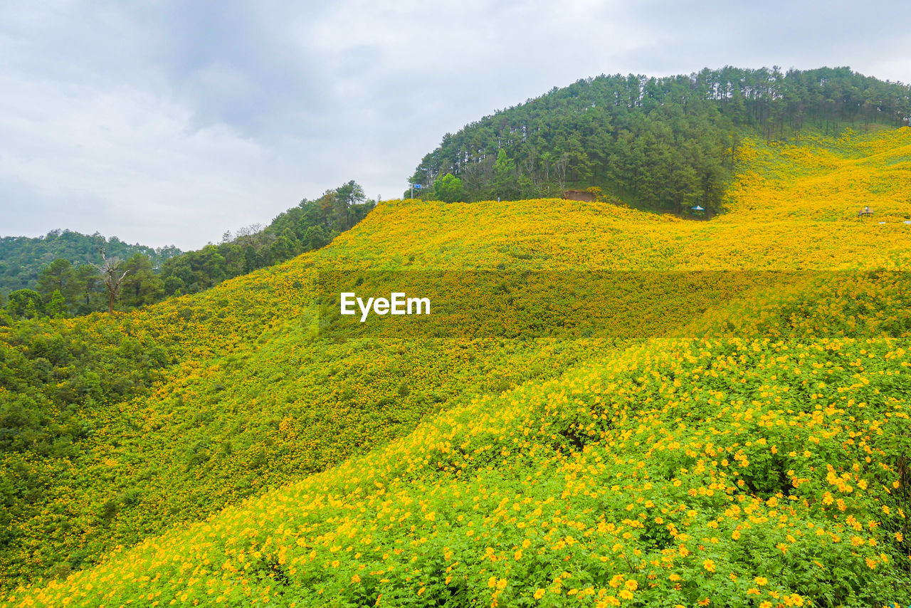 Scenic view of yellow flowers against sky
