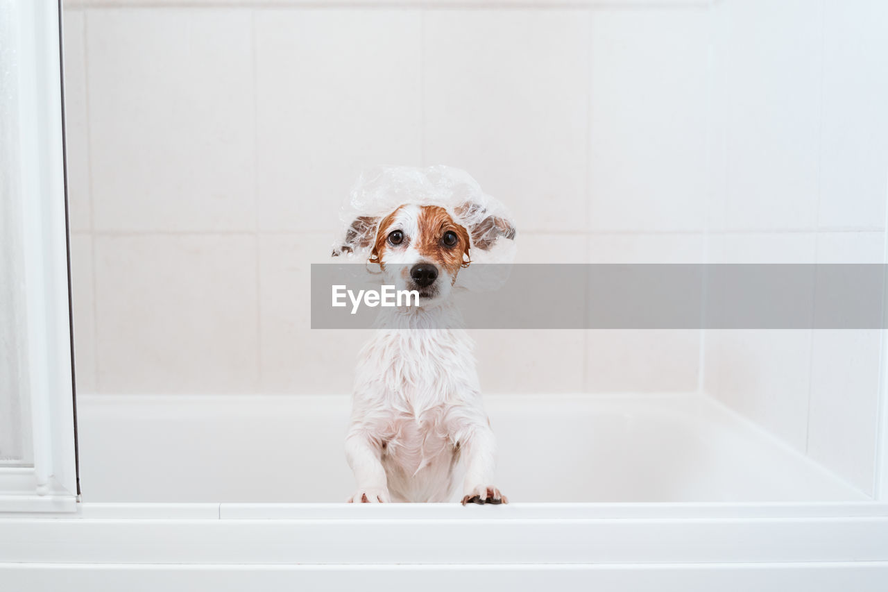 PORTRAIT OF WHITE DOG IN BATHROOM AT HOME