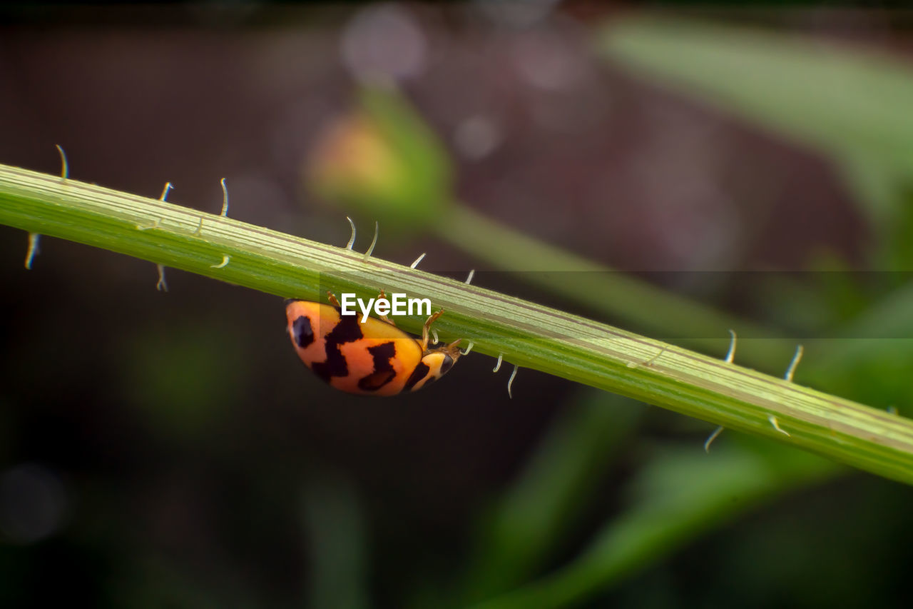 CLOSE-UP OF LADYBUG ON GREEN PLANT