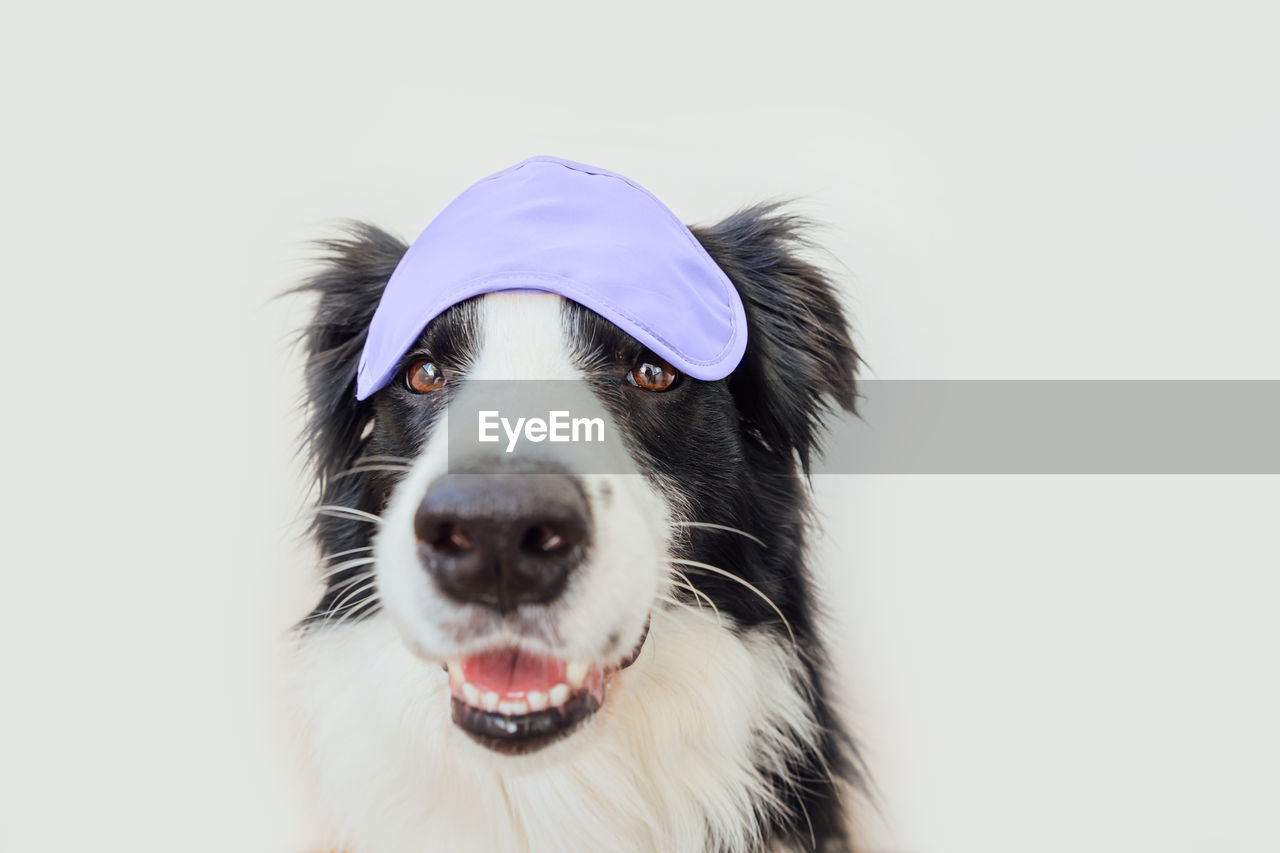 Dog with eye mask colored in color of year 2022 very peri on white background. using color 17-3938