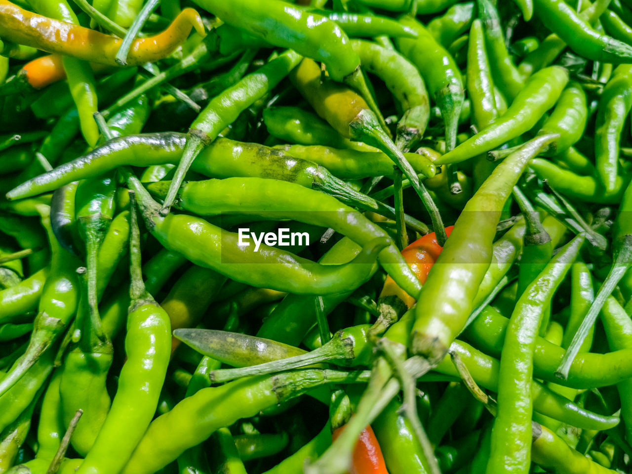 FULL FRAME SHOT OF GREEN CHILI PEPPER