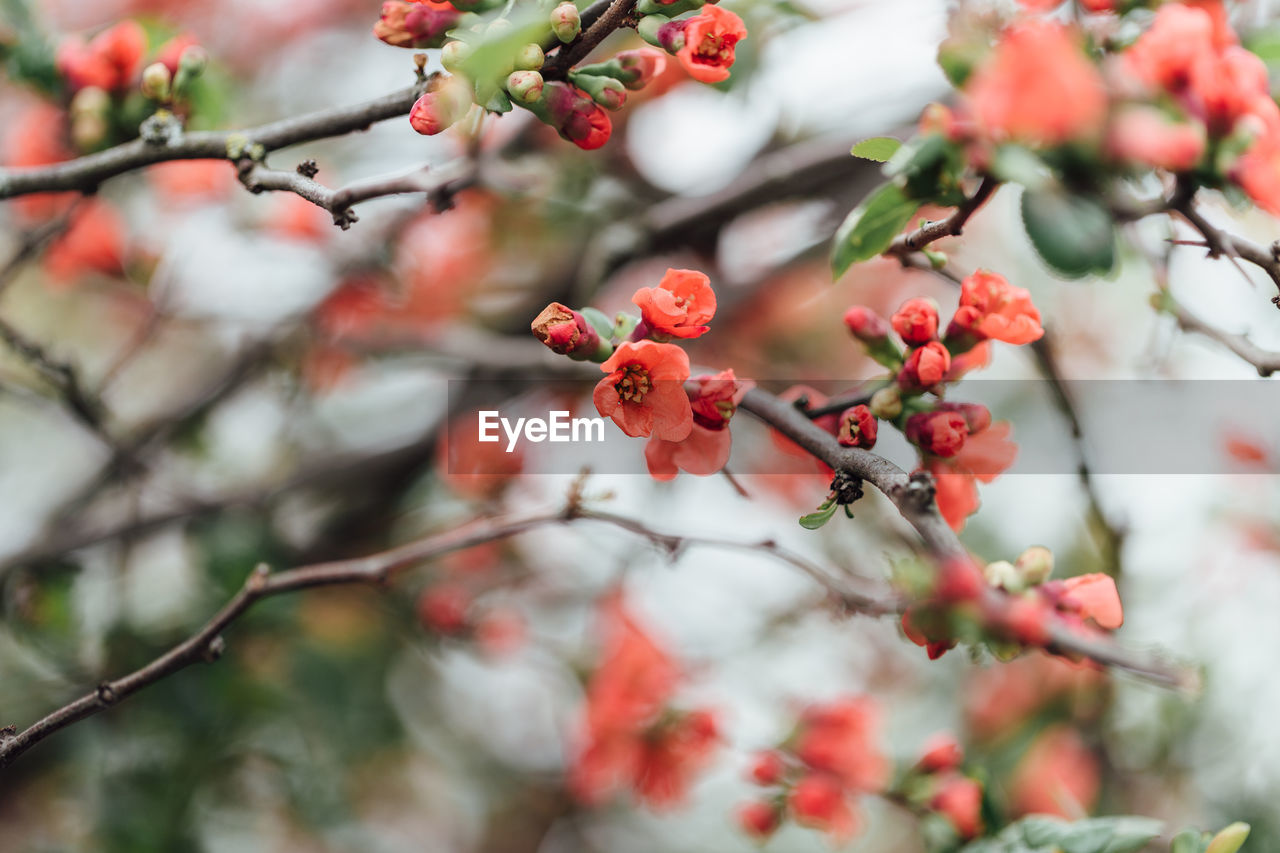 Low angle view of flowers blooming on tree