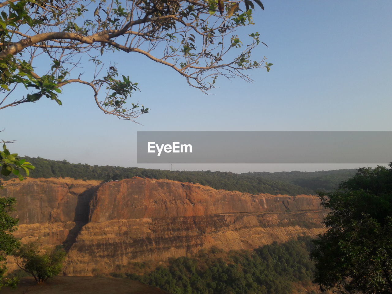 TREES ON LANDSCAPE AGAINST CLEAR SKY