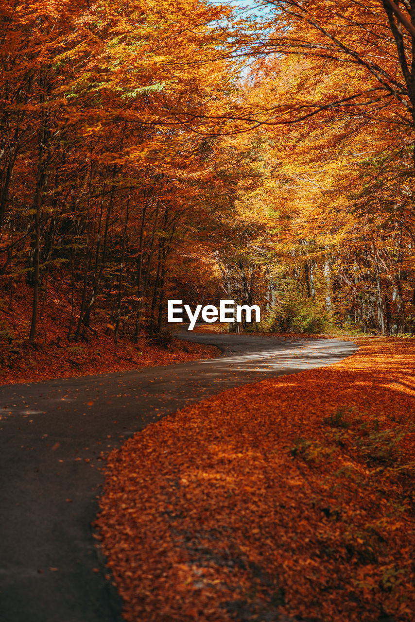 Road amidst trees in forest during autumn