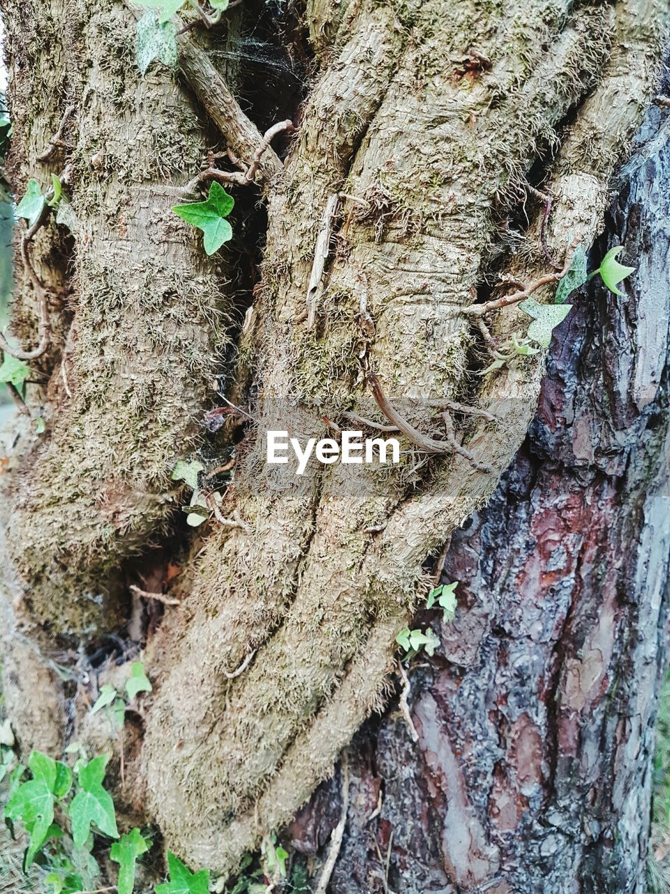 Close-up of plant growing on tree trunk