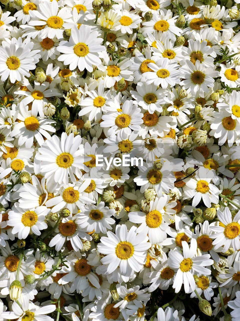 Close-up of white daisy flowers