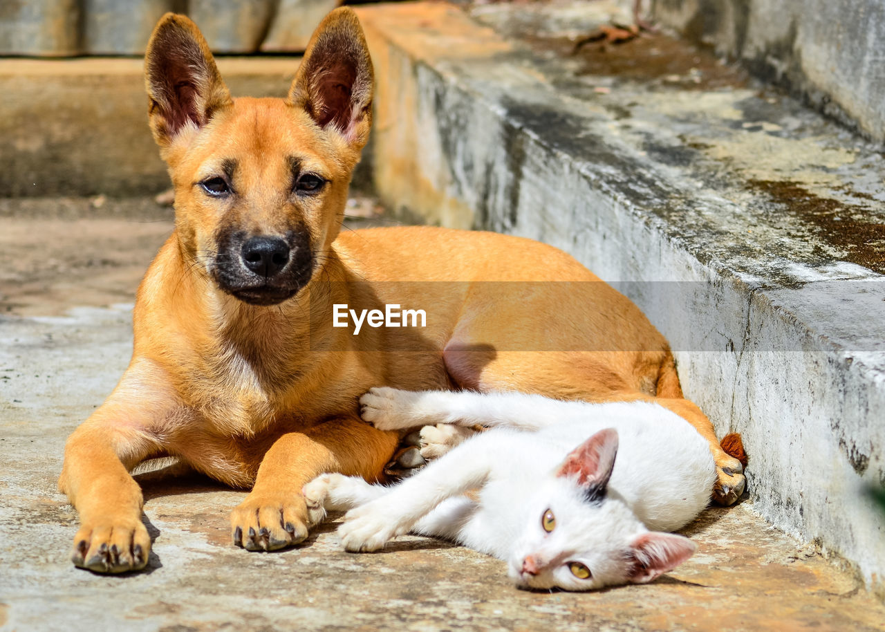 Portrait of cat lying with dog