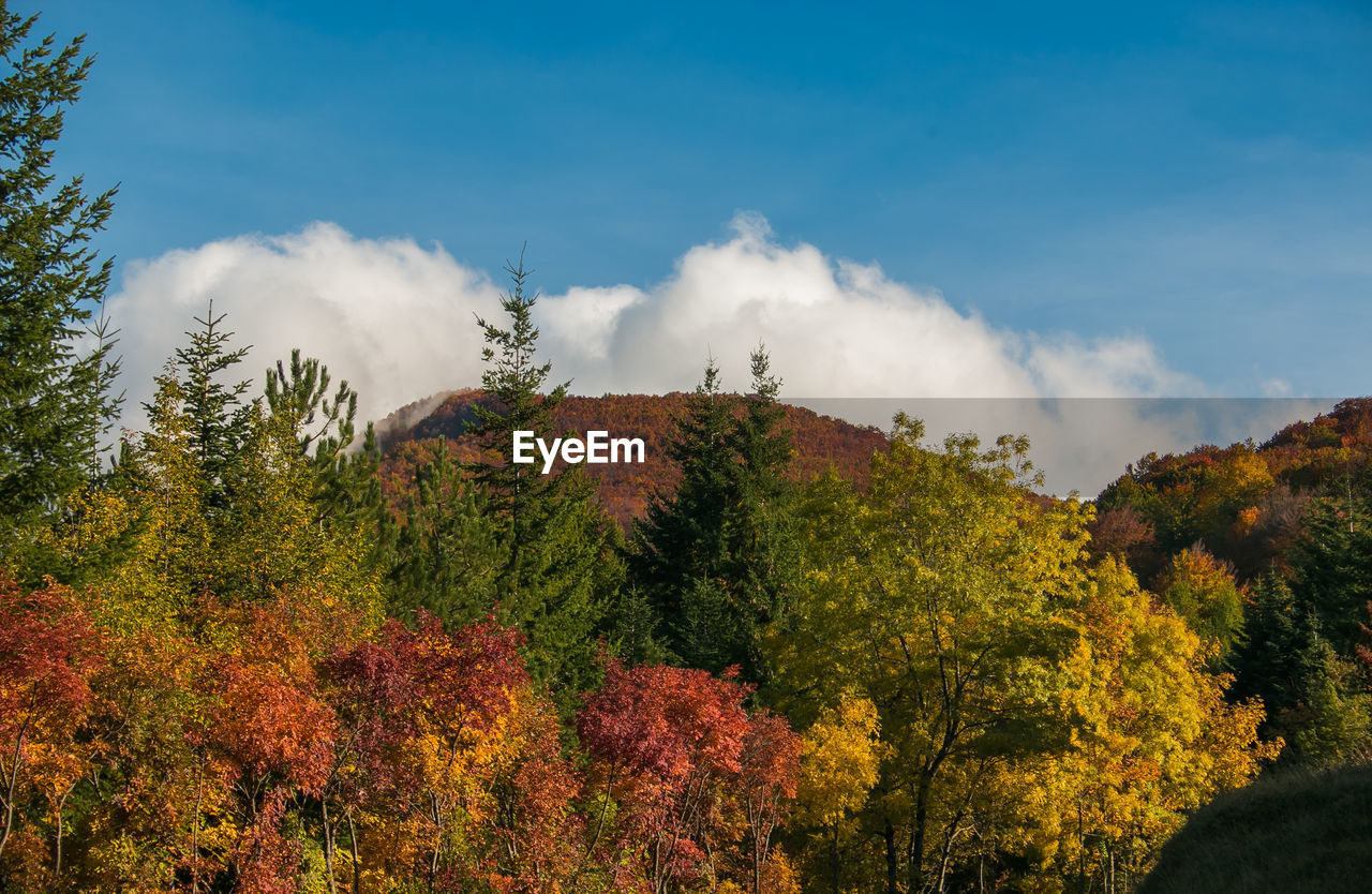 Low angle view of trees against sky during autumn