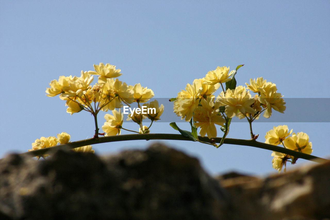 LOW ANGLE VIEW OF FRESH YELLOW FLOWERS BLOOMING IN FIELD