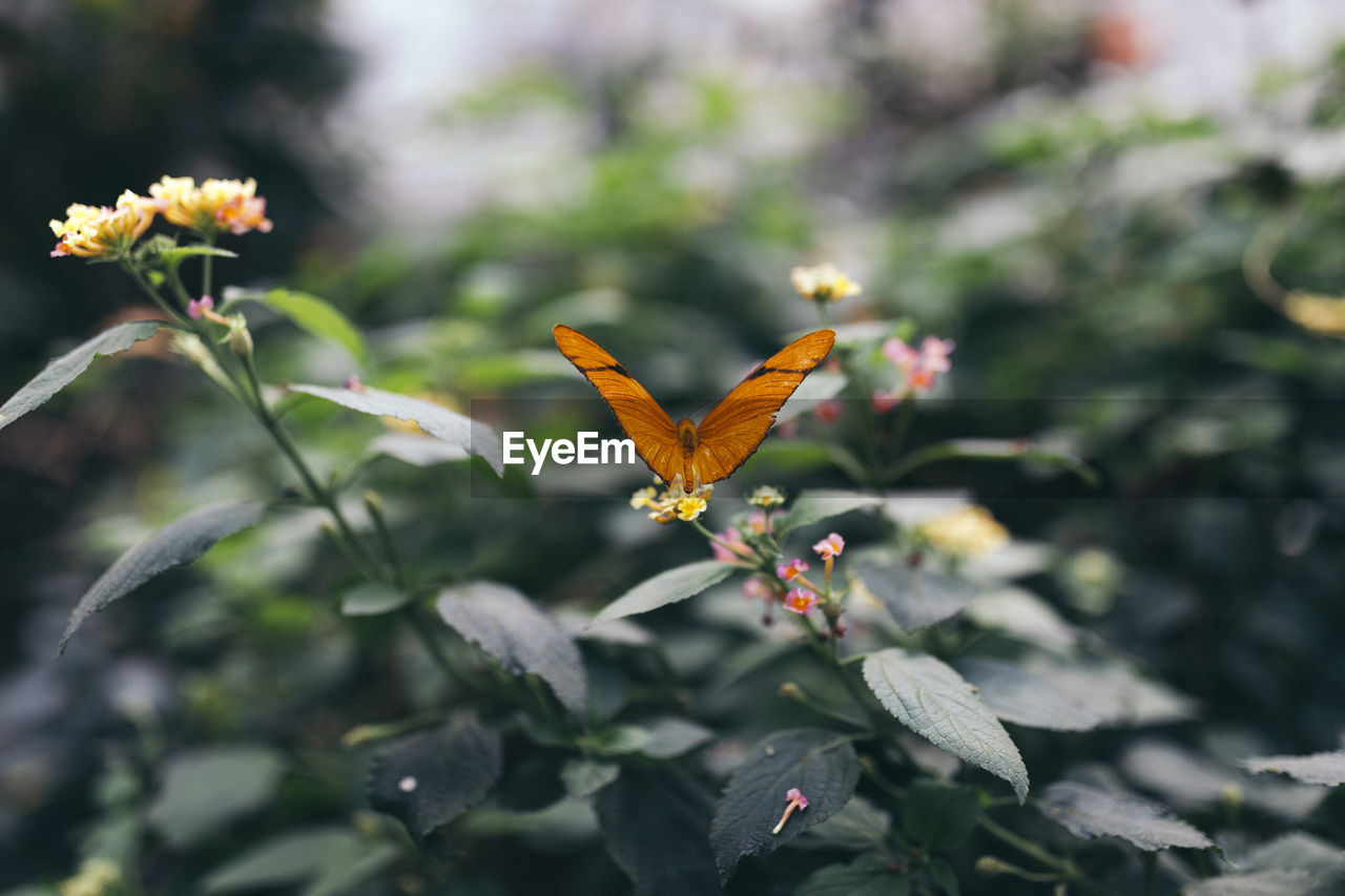 Close-up of butterfly on flower