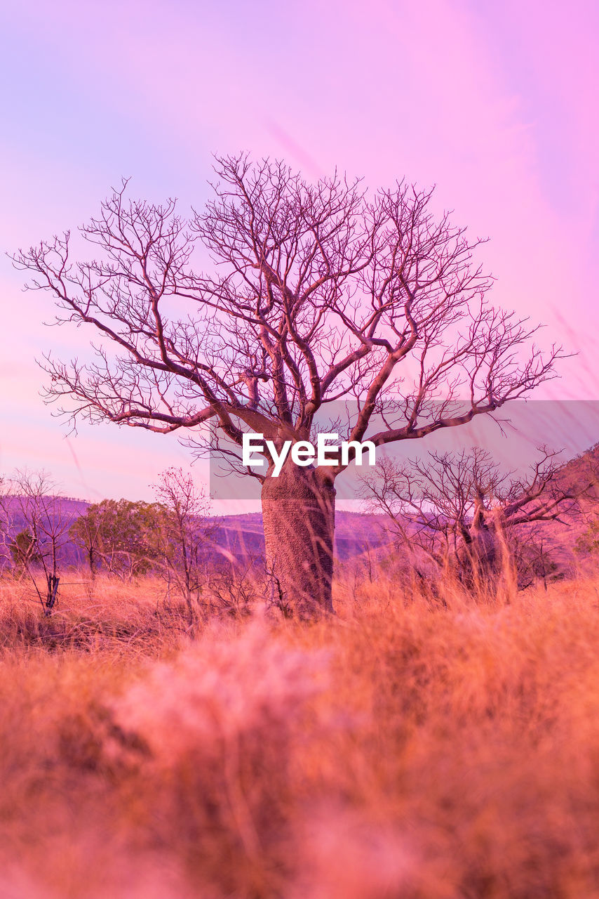 Bare tree on field against sky during sunset