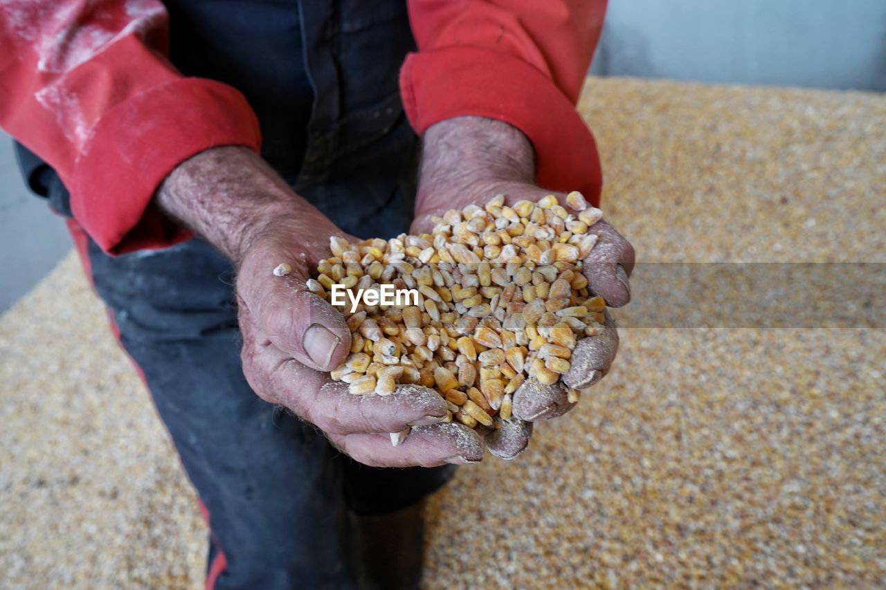 High angle view of man holding corn