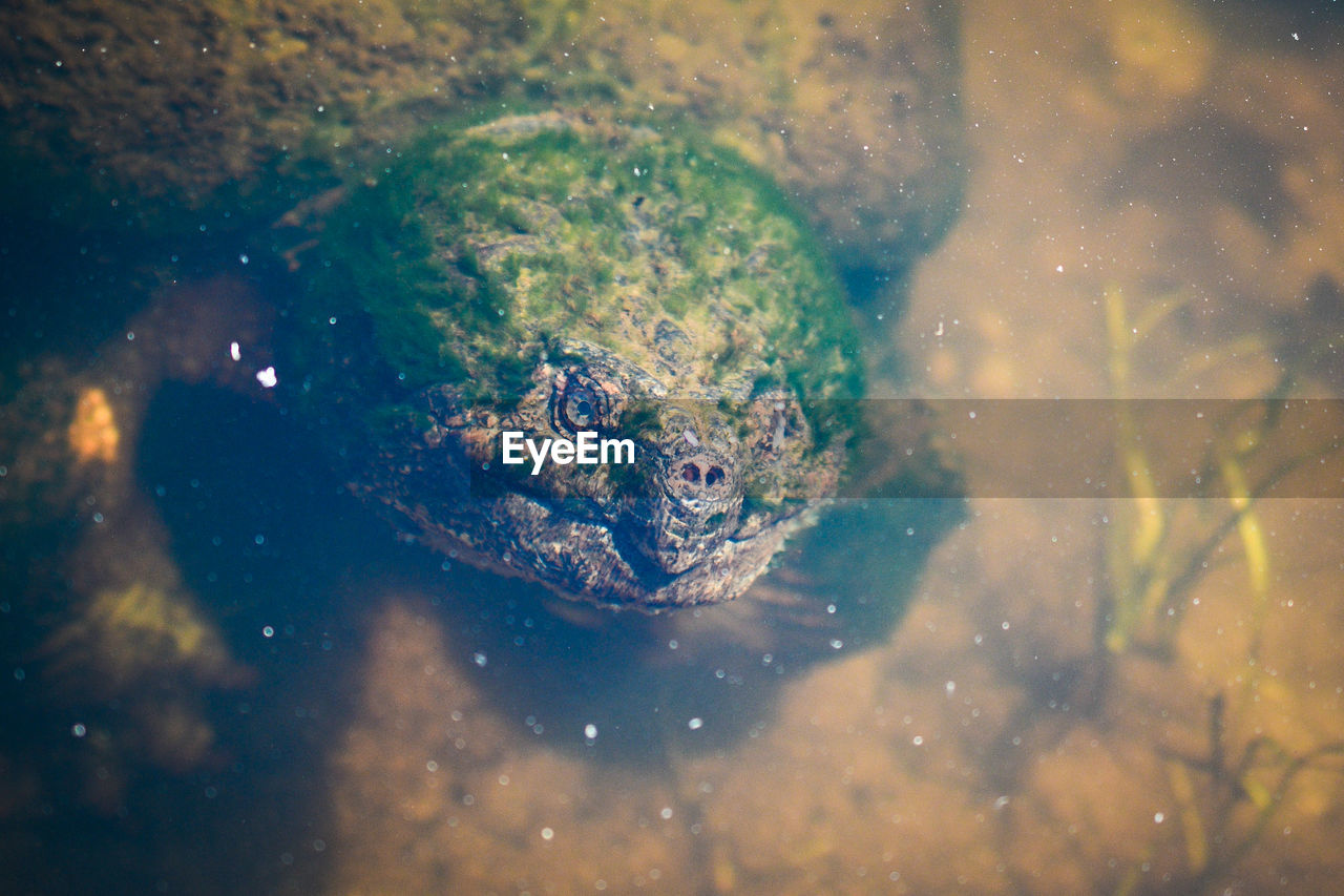 Close-up of moss covered snapping turtle swimming in the pond